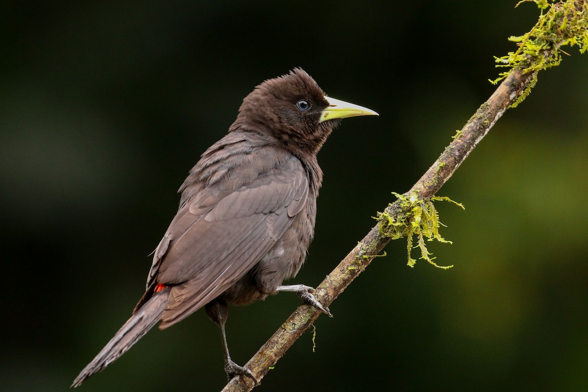 Red-rumped Cacique - Tommy Pedersen