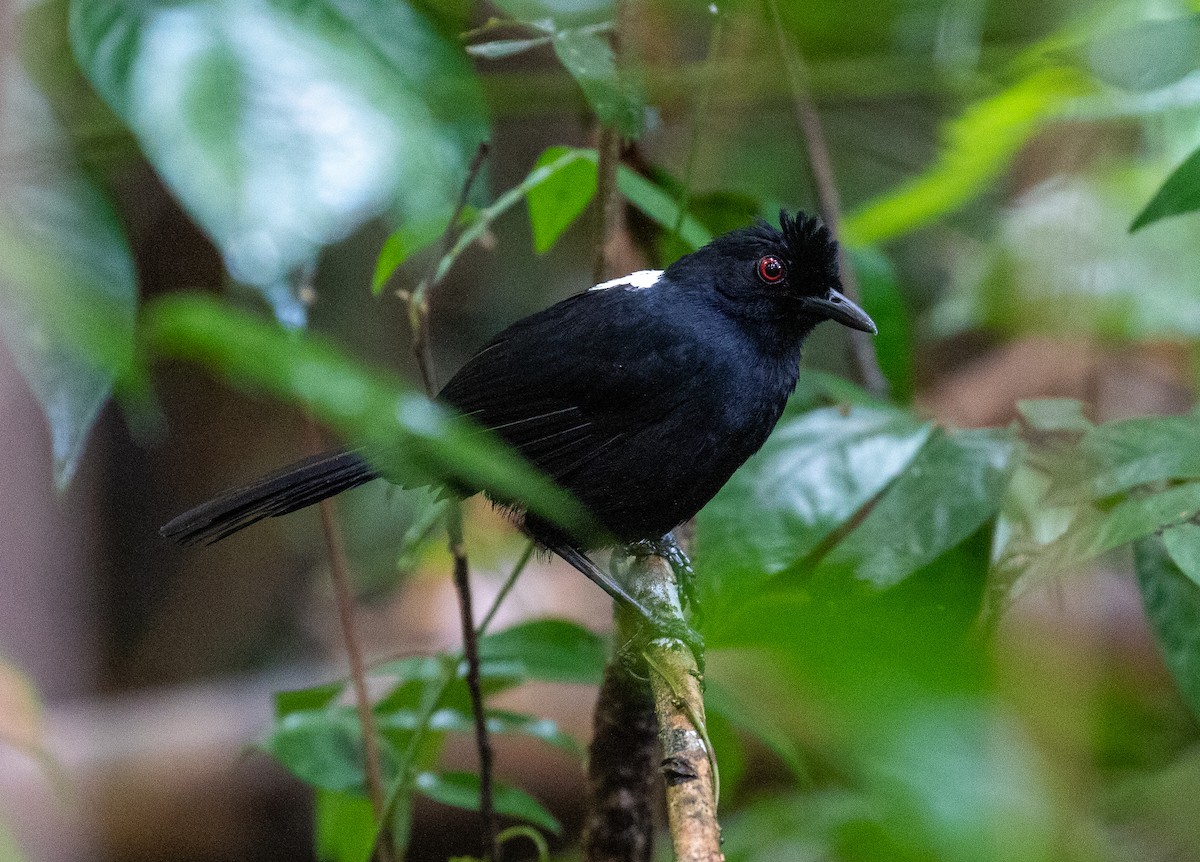 East Amazonian Fire-eye - Thomaz Callado