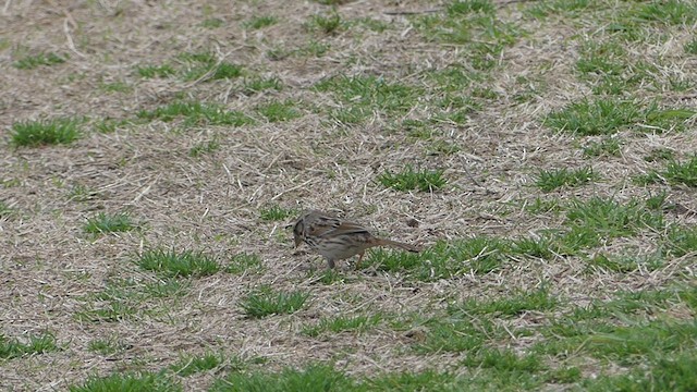 Song Sparrow - ML422853351