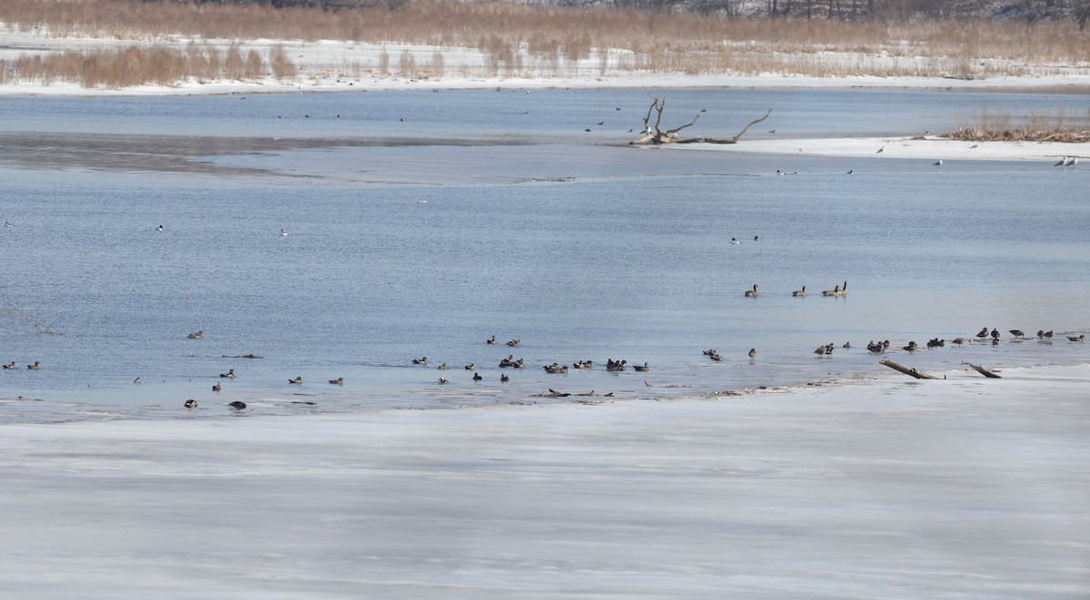 Wood Duck - ML422854201