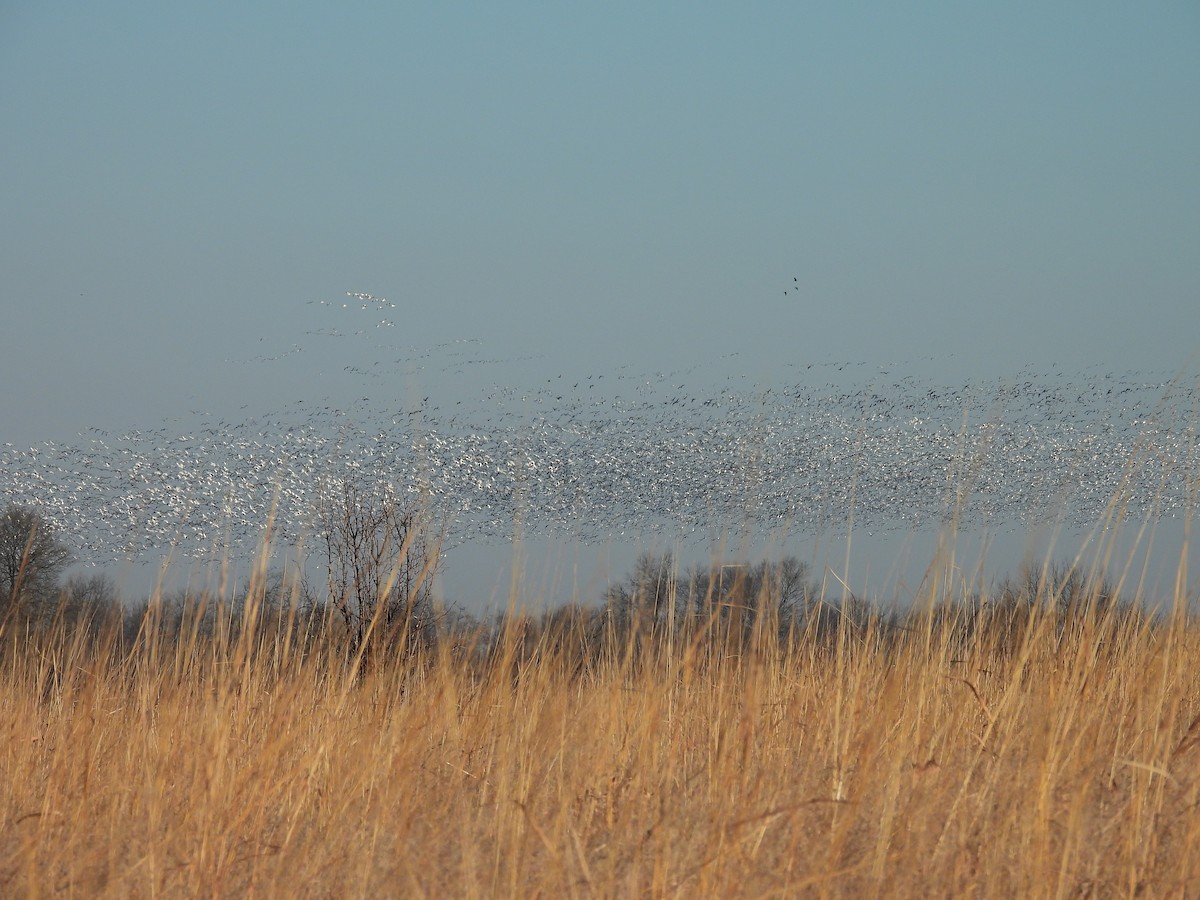 Snow Goose - ML422855581