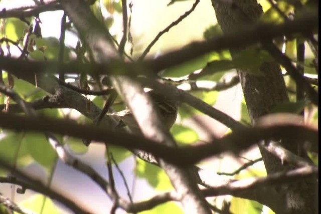 Blackpoll Warbler - ML422856