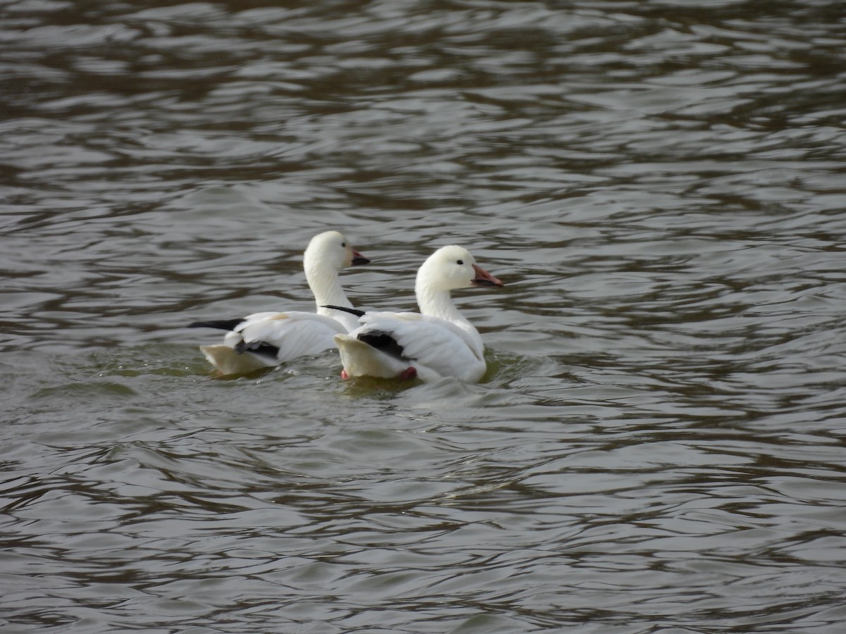 Snow Goose - Jason case