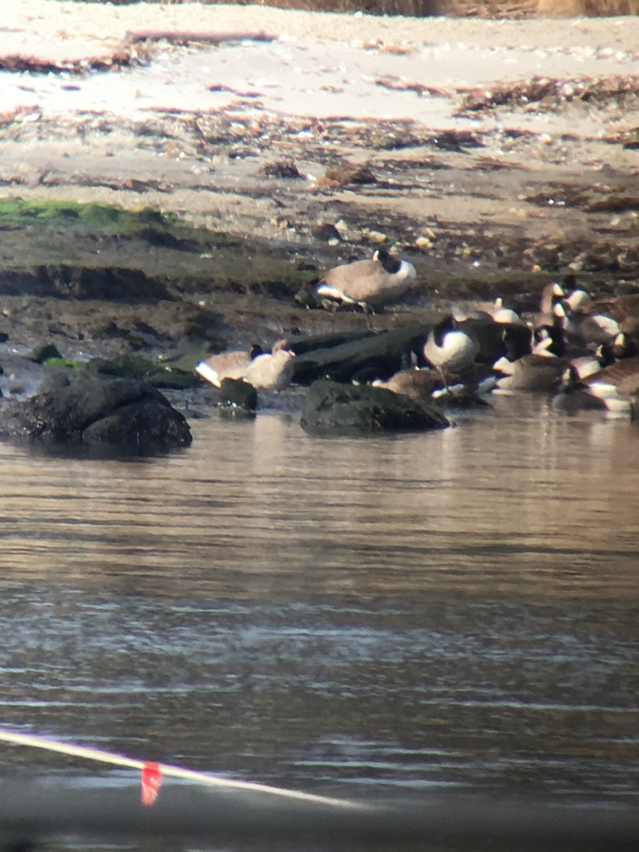 Pink-footed Goose - ML42285811