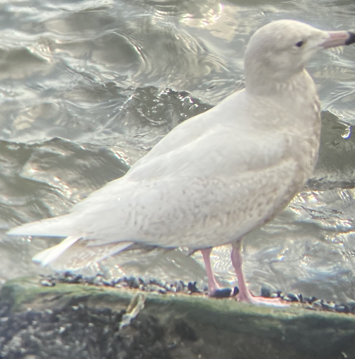 Glaucous Gull - ML422859051