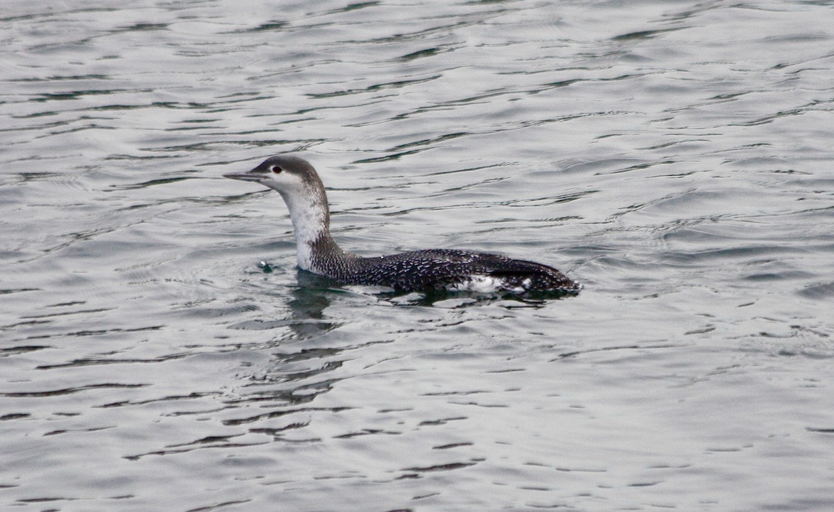 Red-throated Loon - ML42285921
