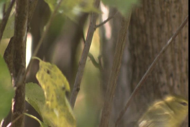 Blackpoll Warbler - ML422860