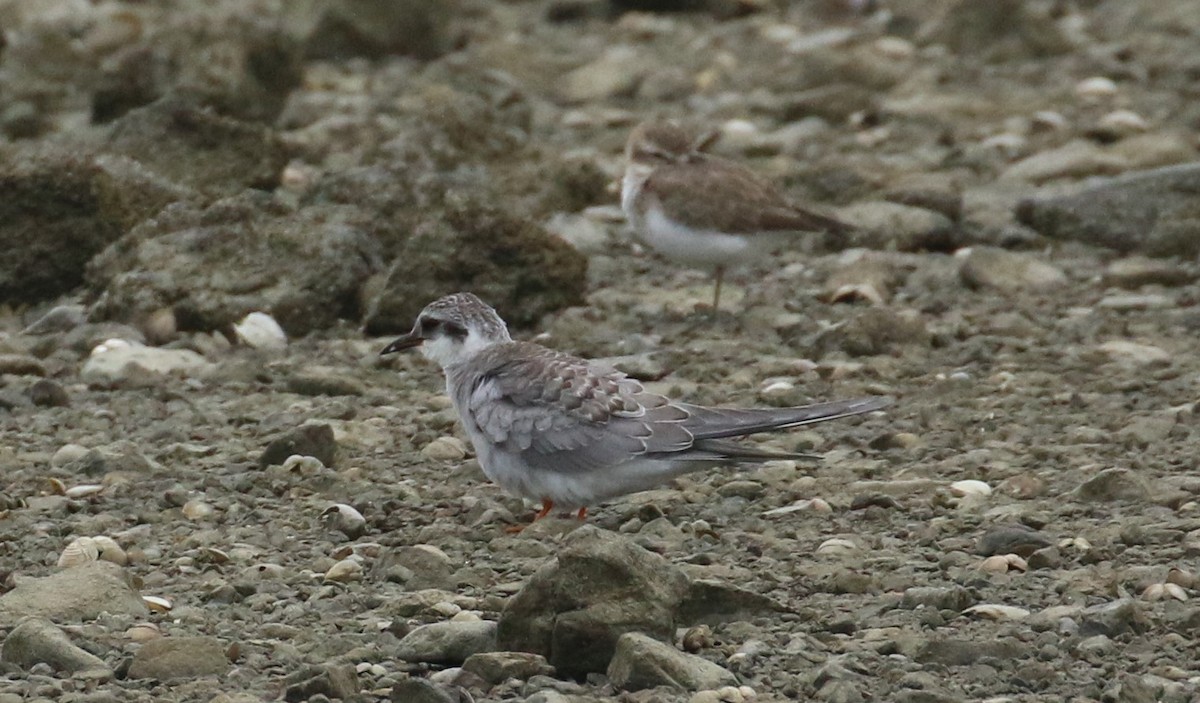 Black-fronted Tern - Geoff de Lisle