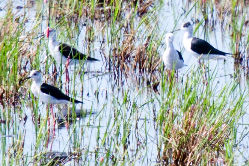 Black-winged Stilt - ML422860281