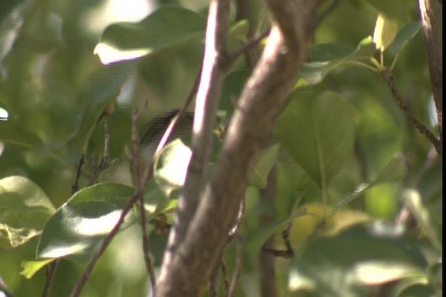 Blackpoll Warbler - ML422862