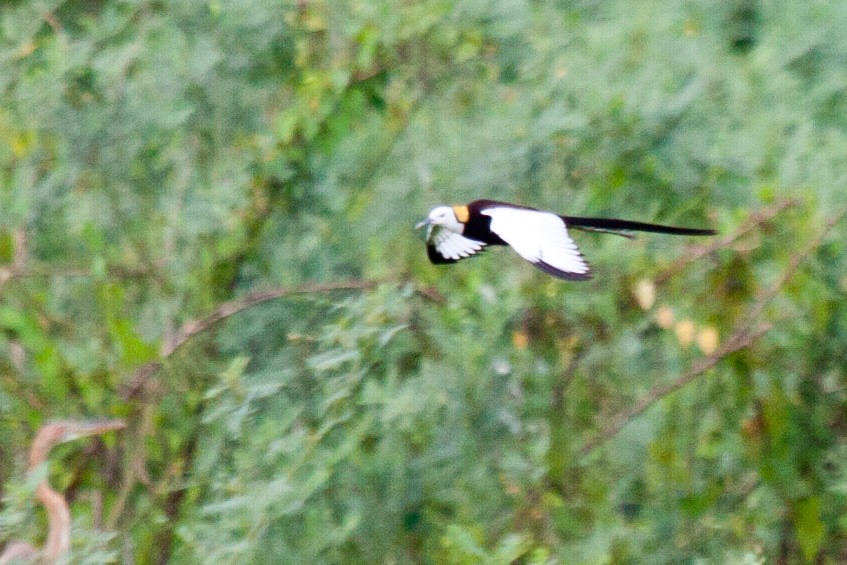 Pheasant-tailed Jacana - Sue Wright