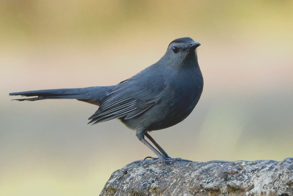 Gray Catbird - ML422864611