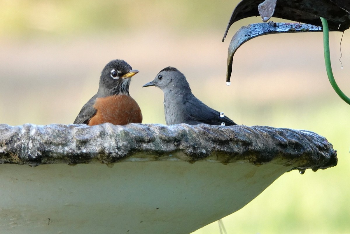 Gray Catbird - ML422865061