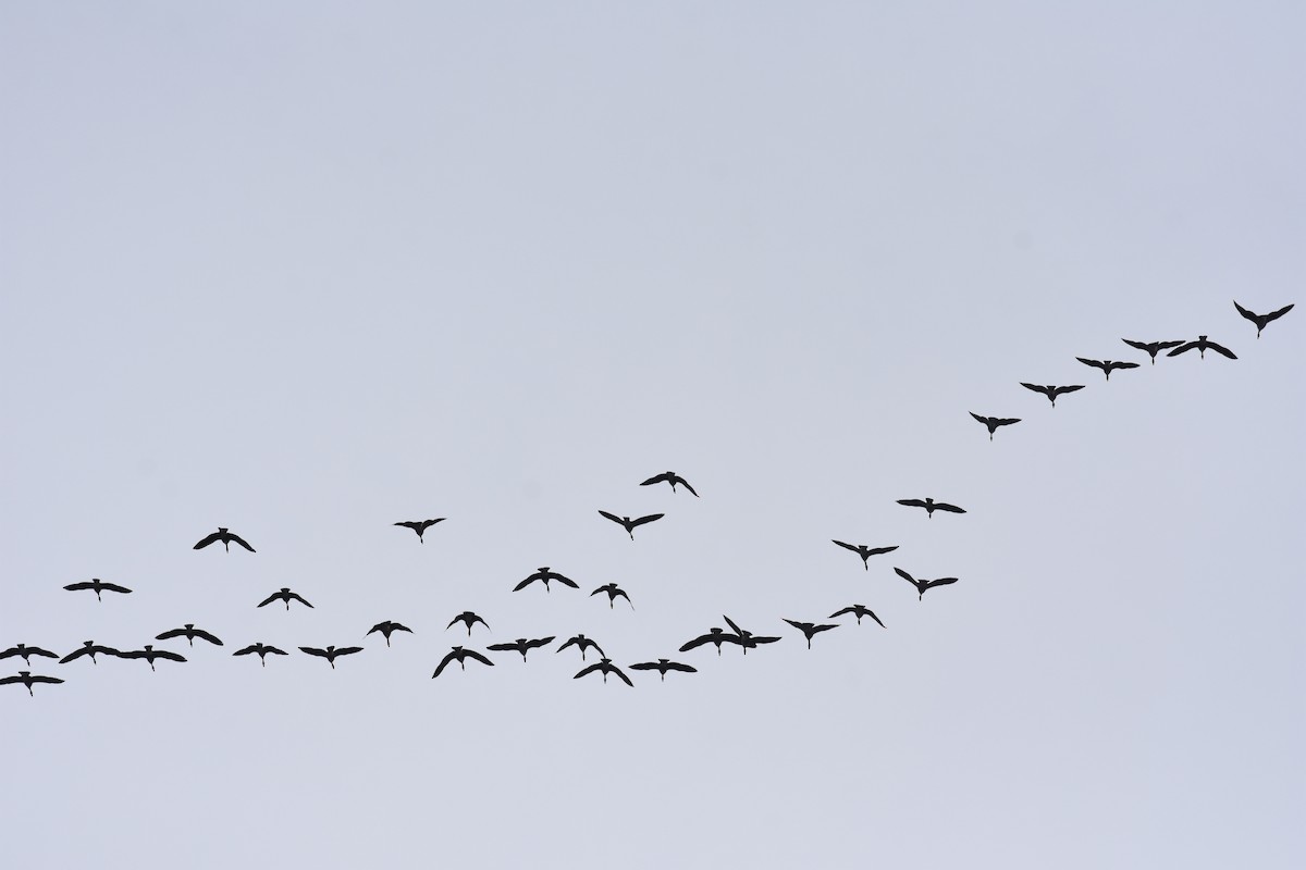 Tundra Swan - ML422865241