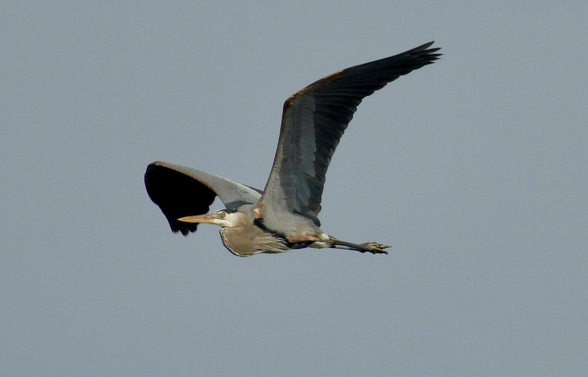 Great Blue Heron - ML422865731