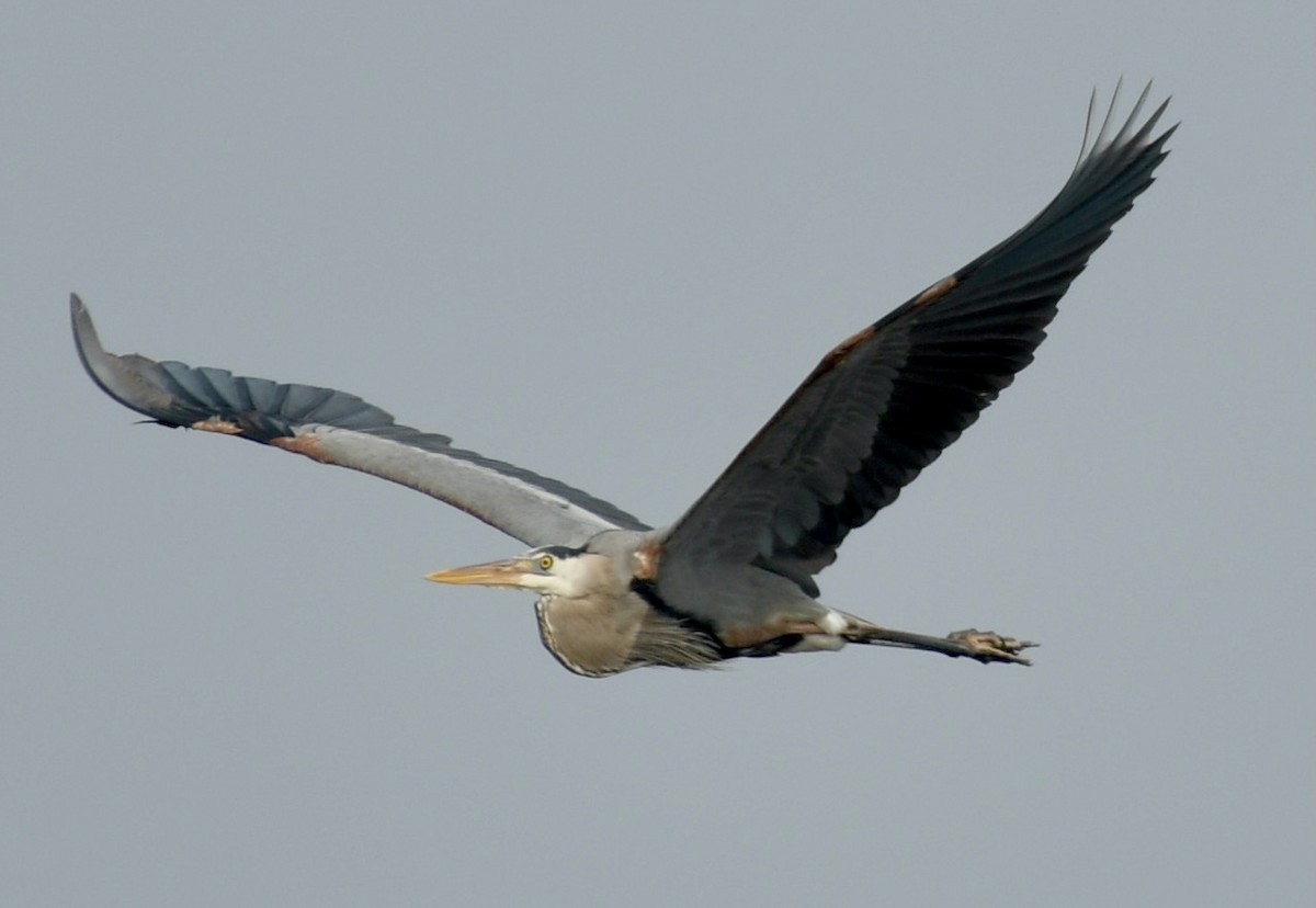 Great Blue Heron - ML422865791