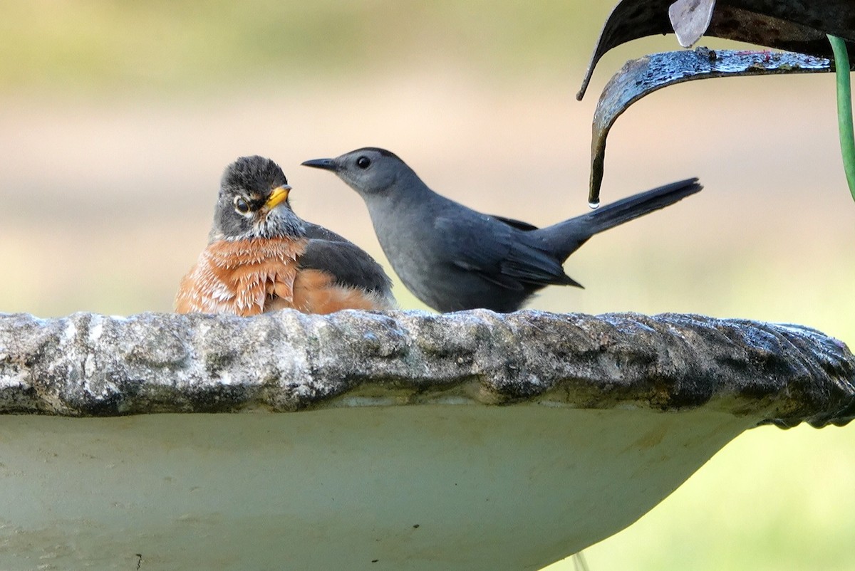 Gray Catbird - ML422865921