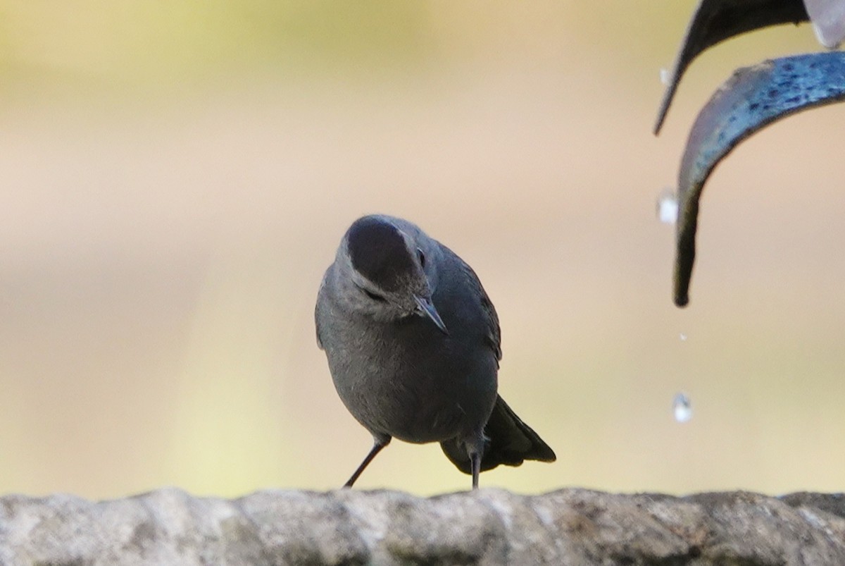 Gray Catbird - ML422866201