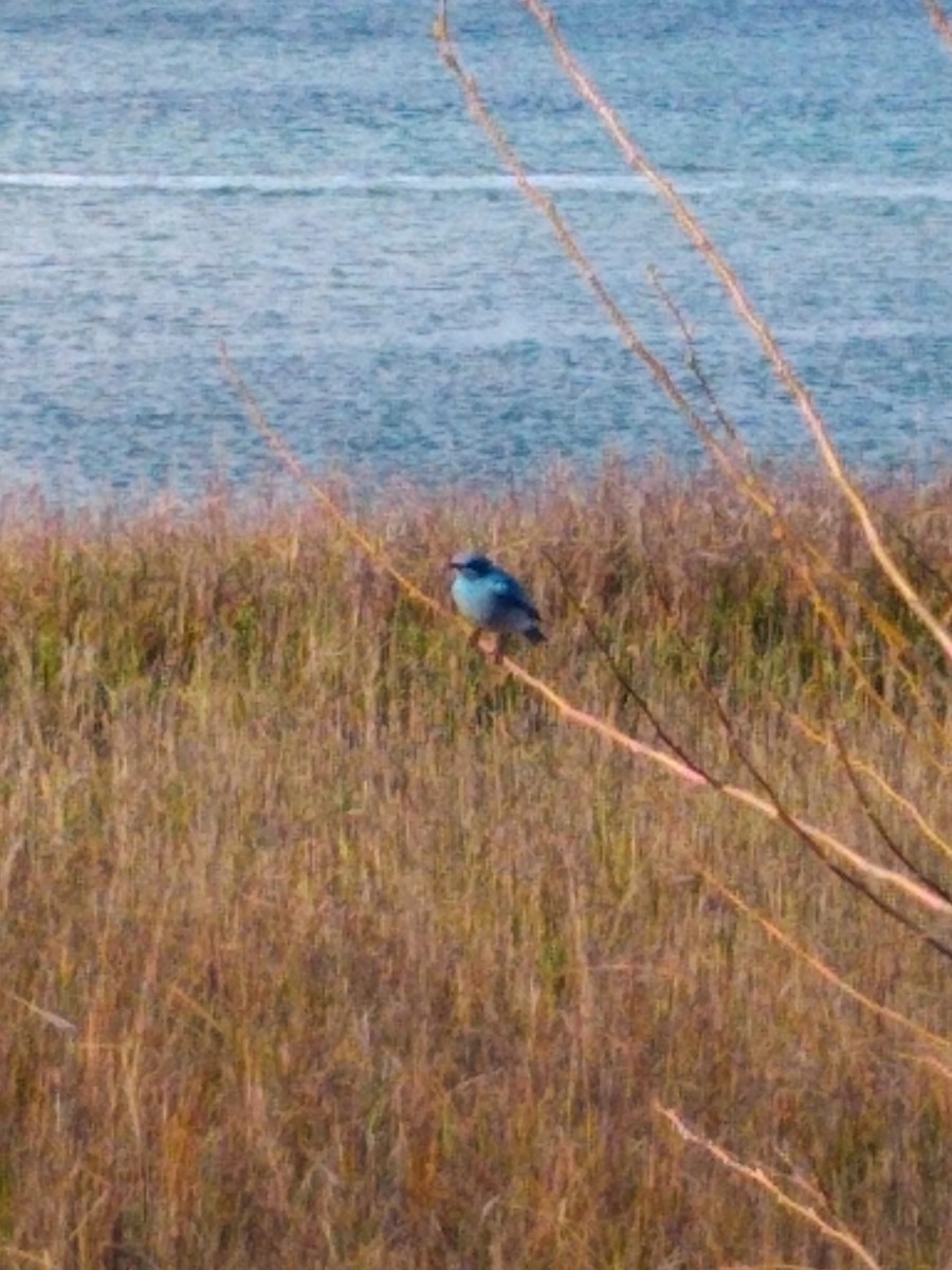 Mountain Bluebird - ML422866411