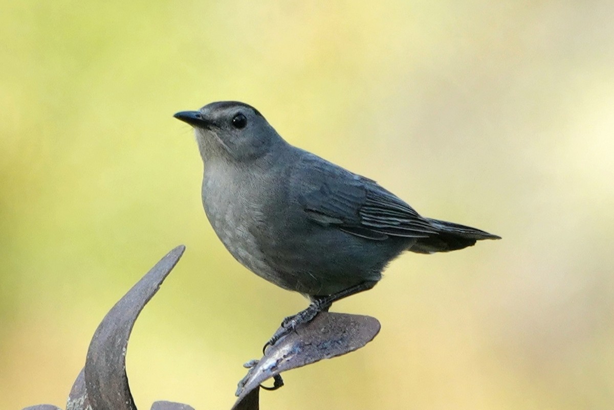 Gray Catbird - ML422866591