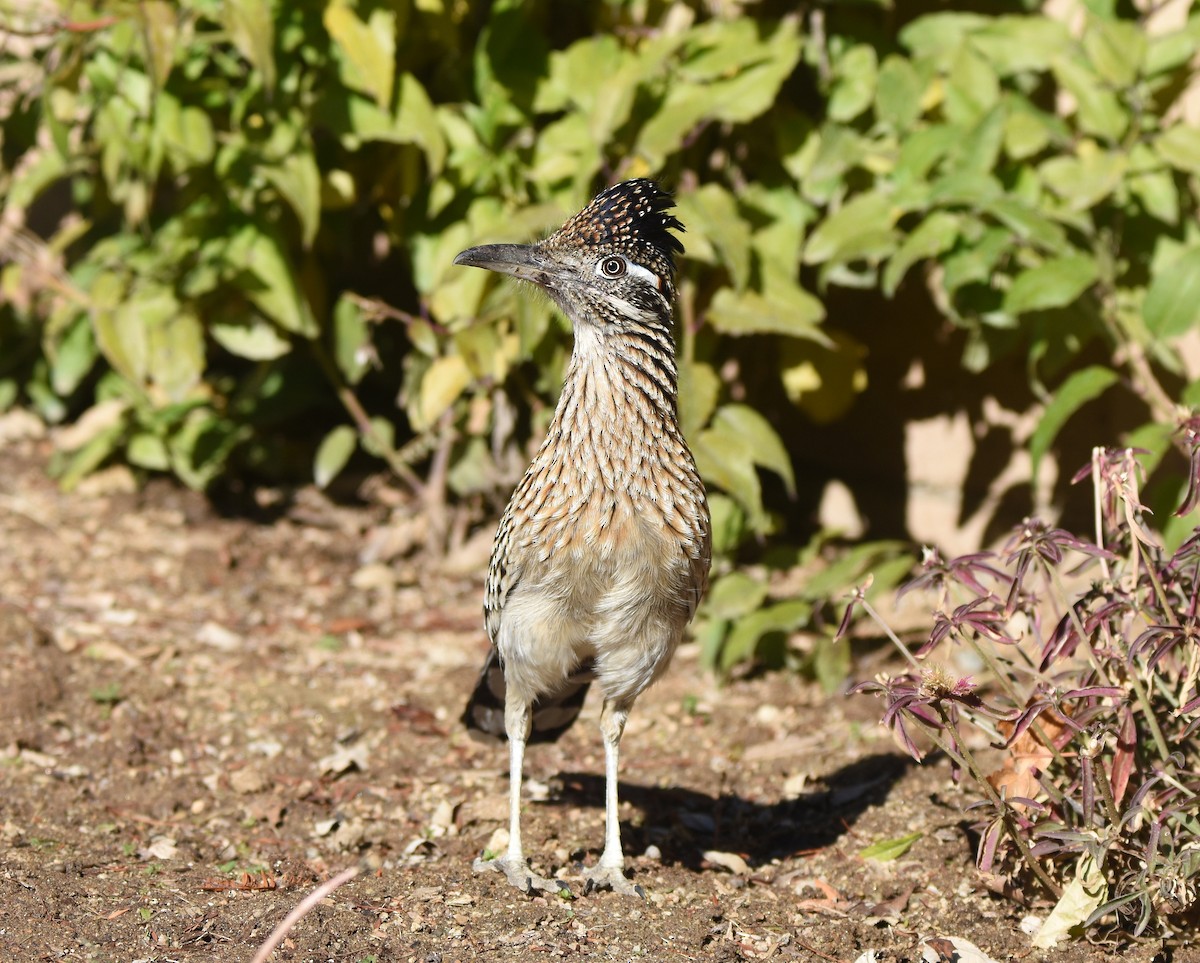 Greater Roadrunner - Christopher Lindsey