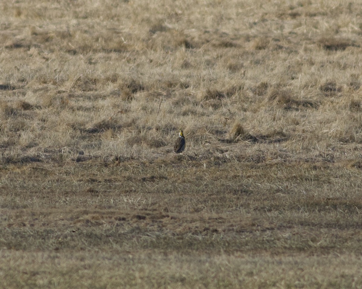 Eastern Meadowlark - ML422867611