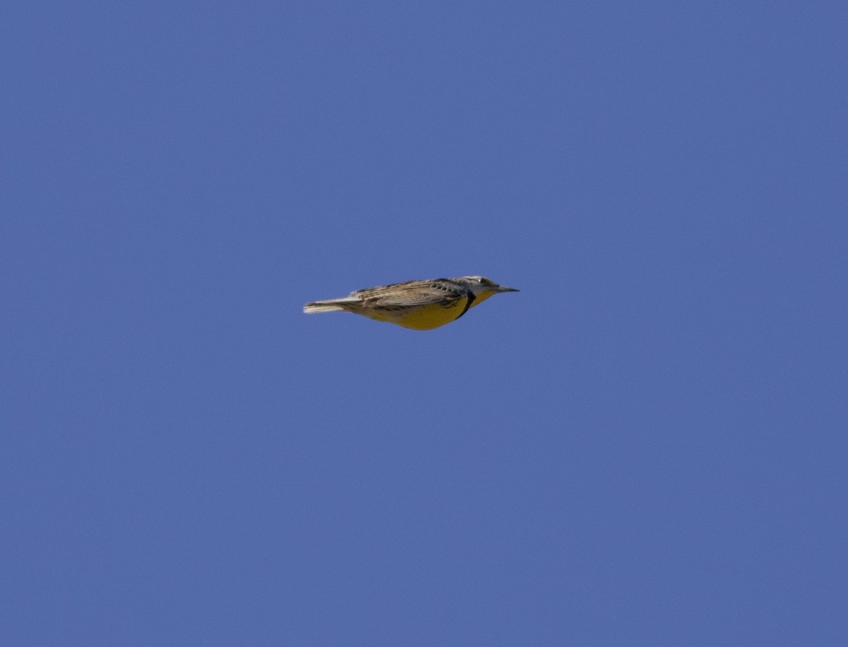 Eastern Meadowlark - ML422867961