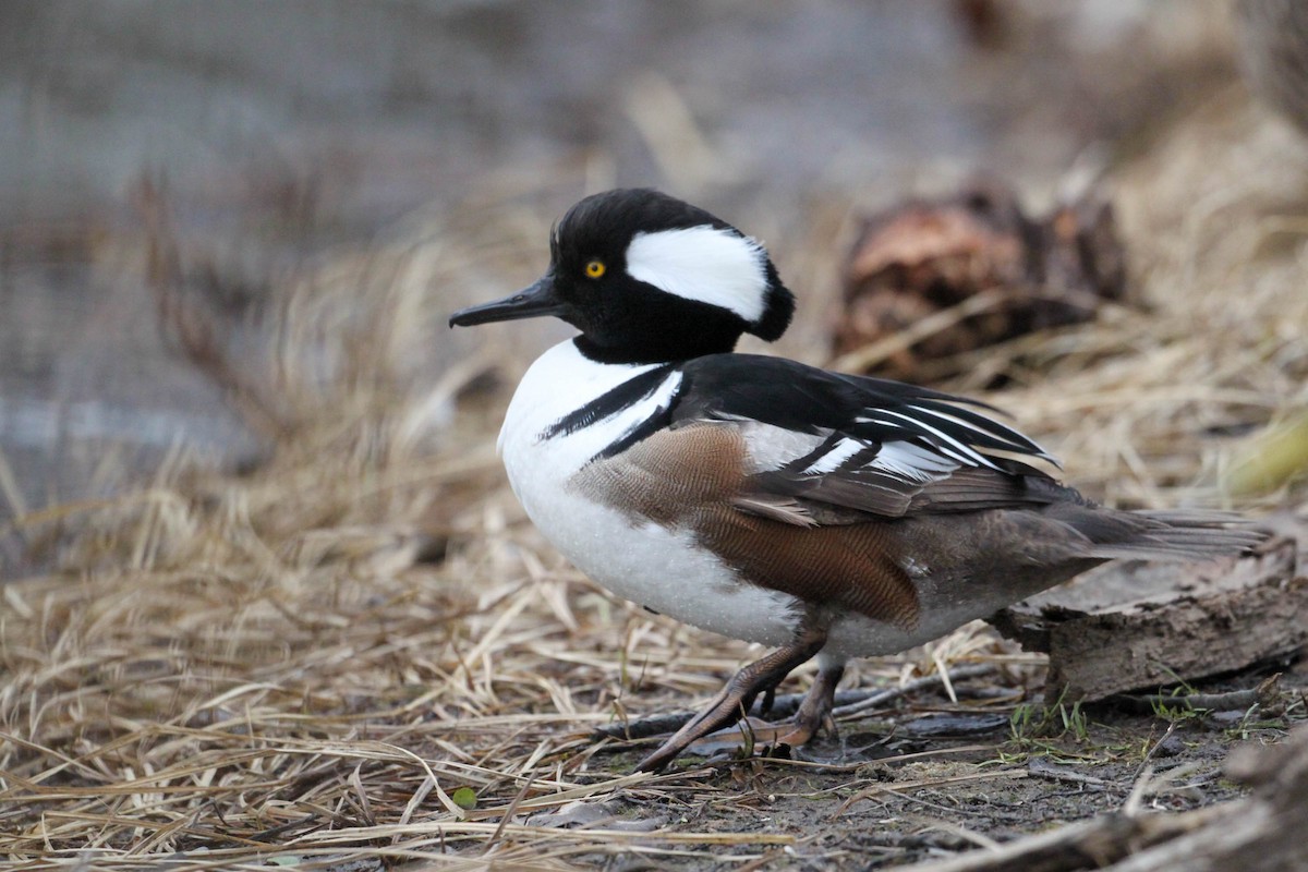 Hooded Merganser - ML422868781