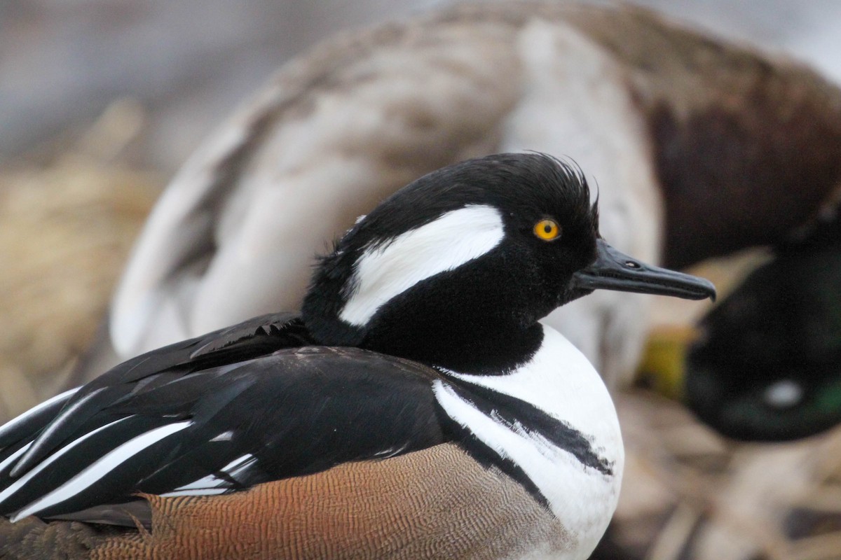 Hooded Merganser - ML422868791