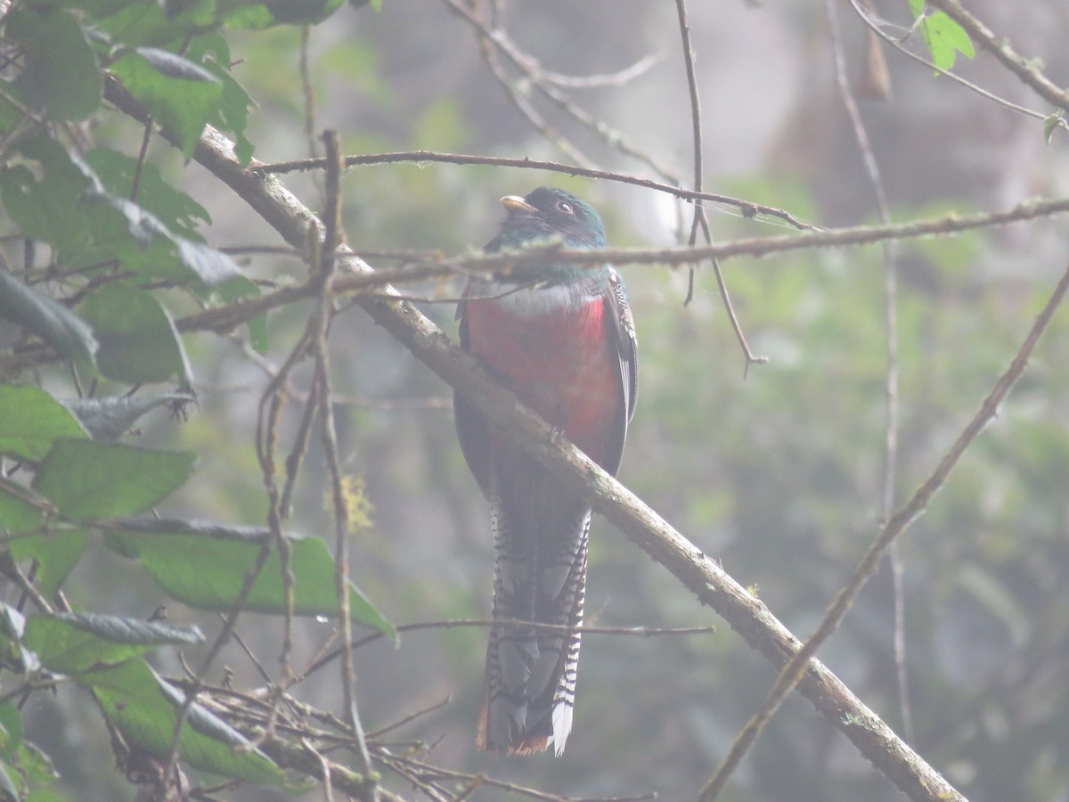 Collared Trogon - ML422868911