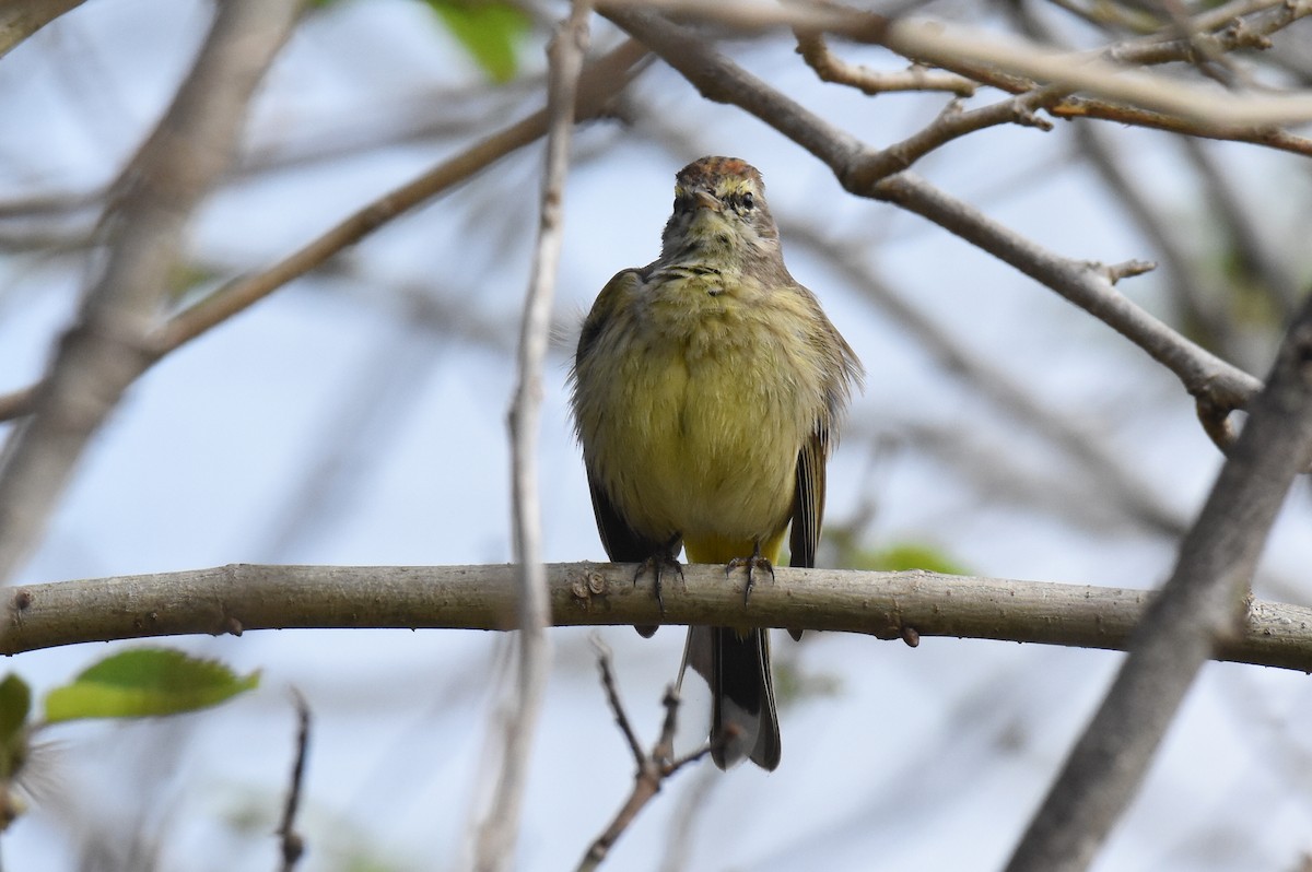 Palm Warbler - ML422869441