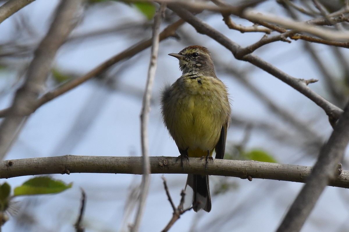 Palm Warbler - ML422869491