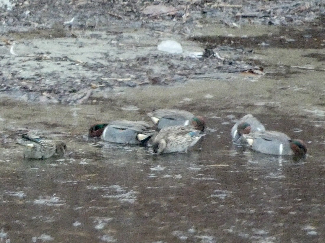 Green-winged Teal (American) - ML422869551