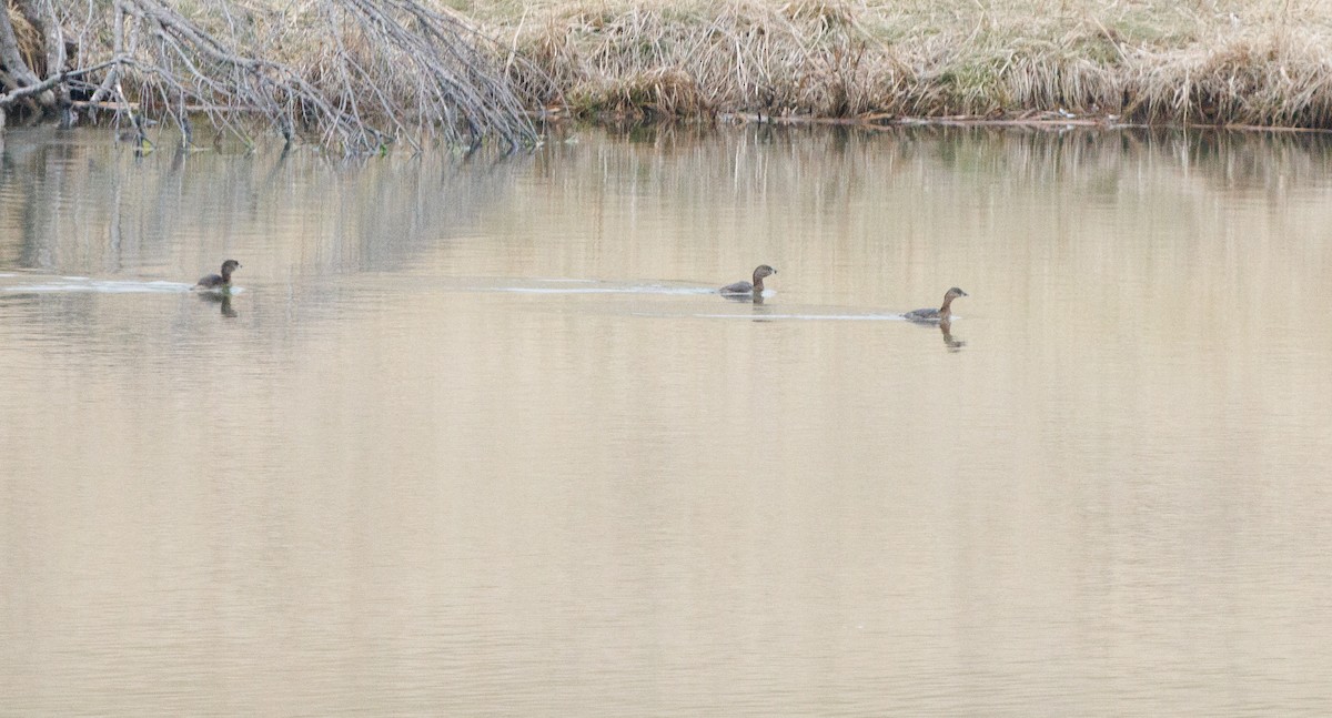 Pied-billed Grebe - ML422870211