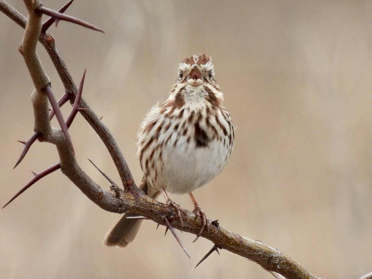 Song Sparrow - ML422870451