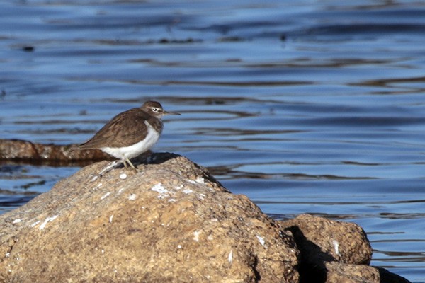 Common Sandpiper - Francisco Barroqueiro