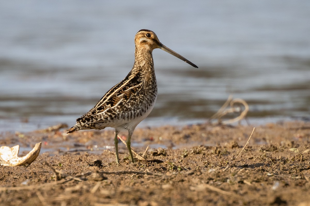 Wilson's Snipe - Michael Fogleman