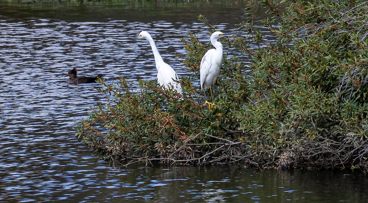 Snowy Egret - ML422871351