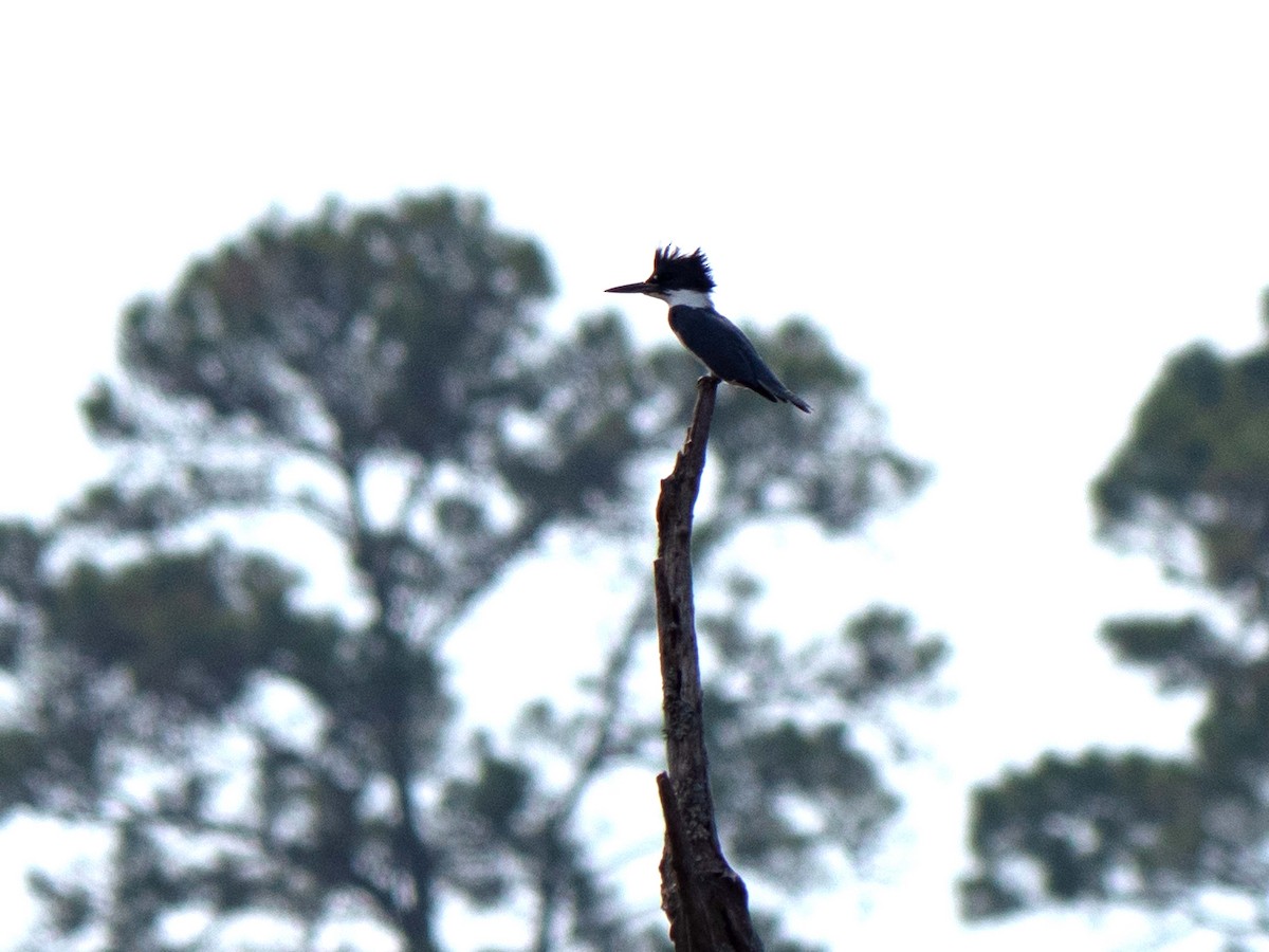 Belted Kingfisher - ML422871361