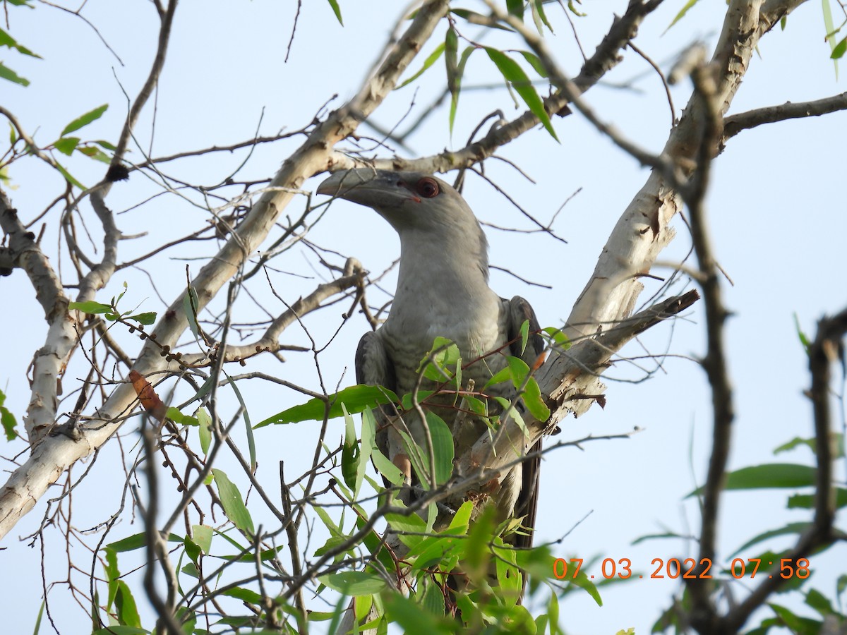 Channel-billed Cuckoo - ML422871491