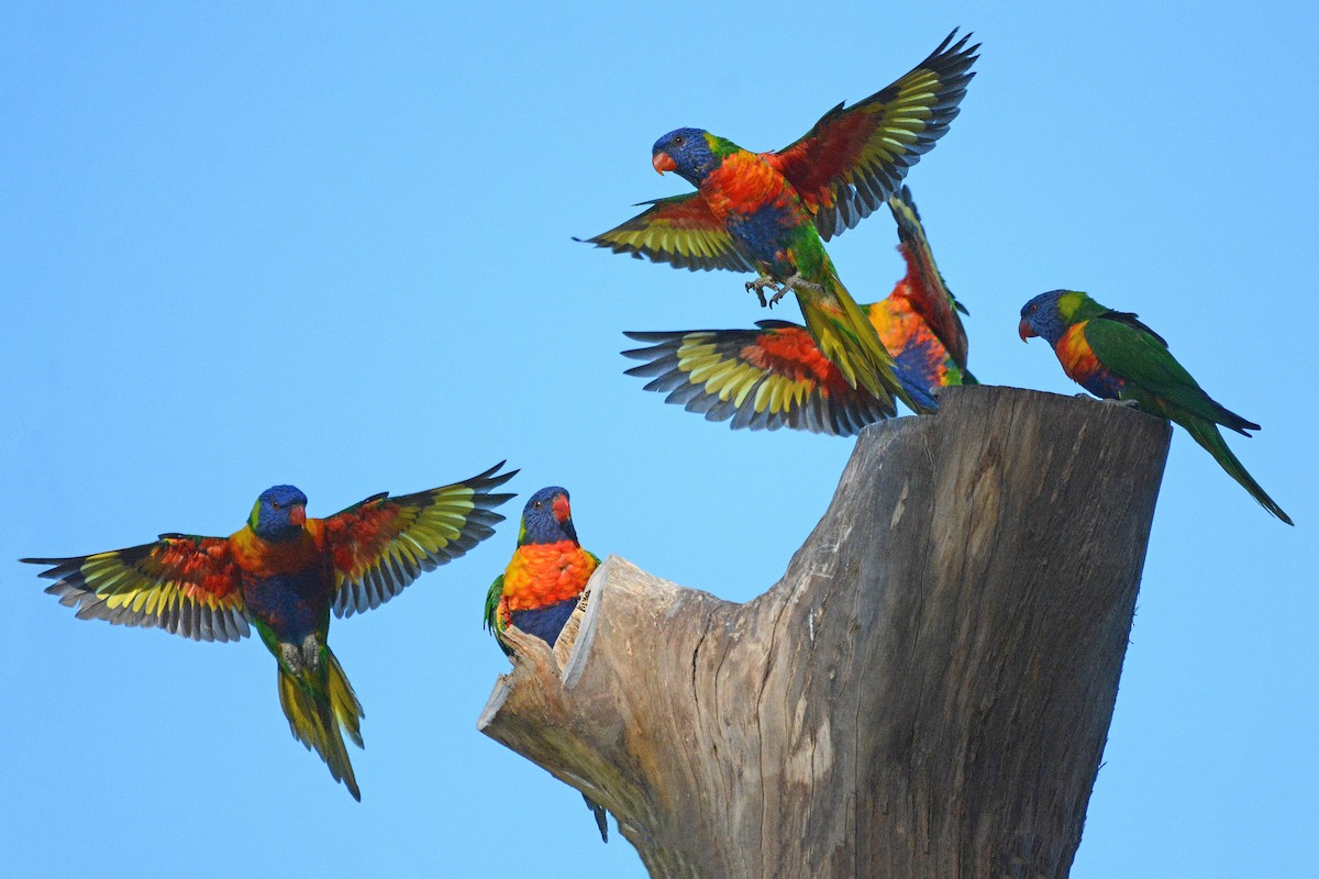Rainbow Lorikeet - Gerald Allen