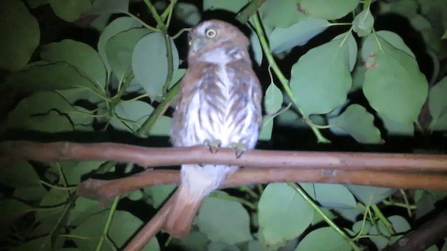 Ferruginous Pygmy-Owl - ML422874691