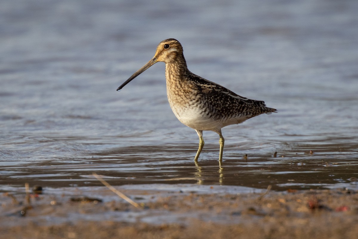 Wilson's Snipe - Michael Fogleman