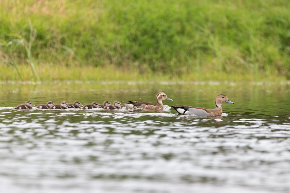 Ringed Teal - ML422875941