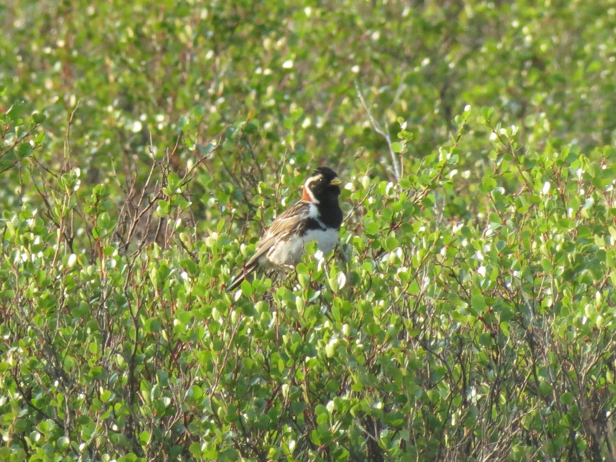 Lapland Longspur - ML42287601