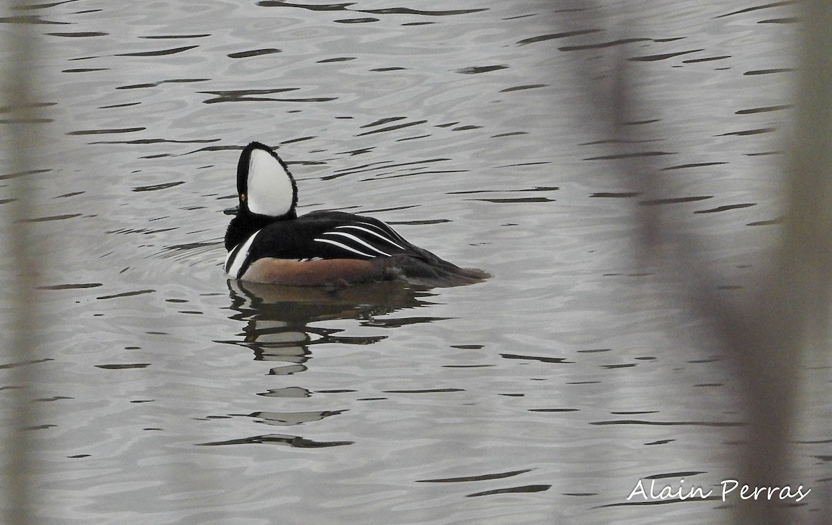 Hooded Merganser - ML422876571