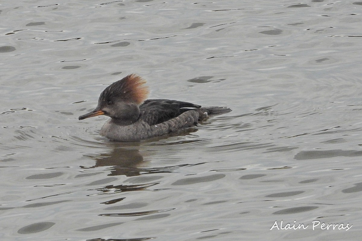 Hooded Merganser - ML422876581