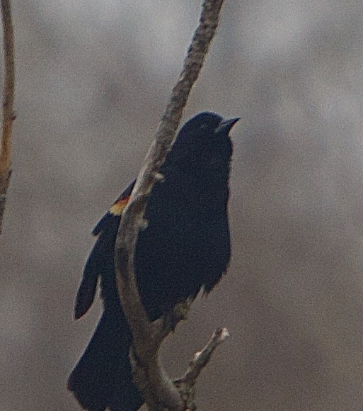 Red-winged Blackbird - ML422877831