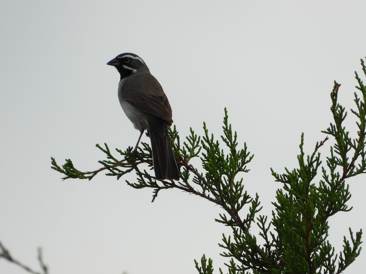 Black-throated Sparrow - Diana  Medina