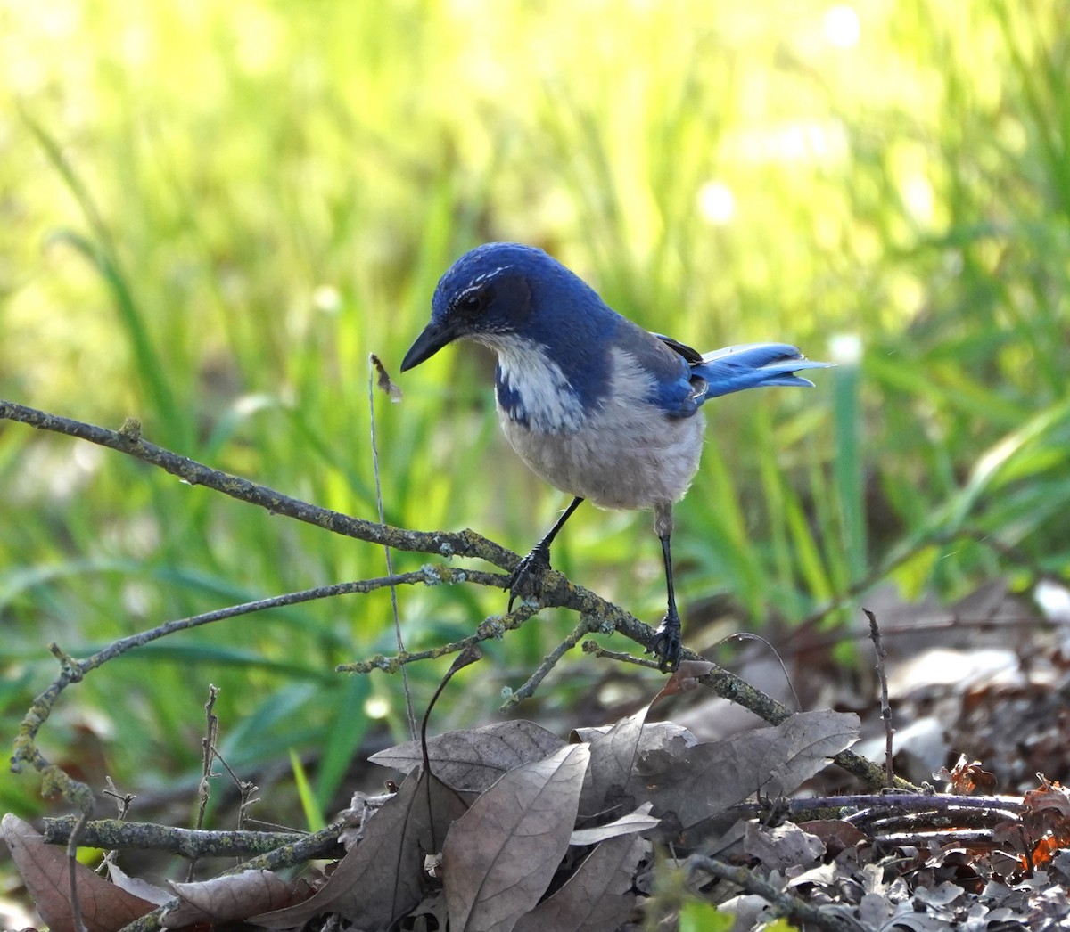 California Scrub-Jay - Frank Severson